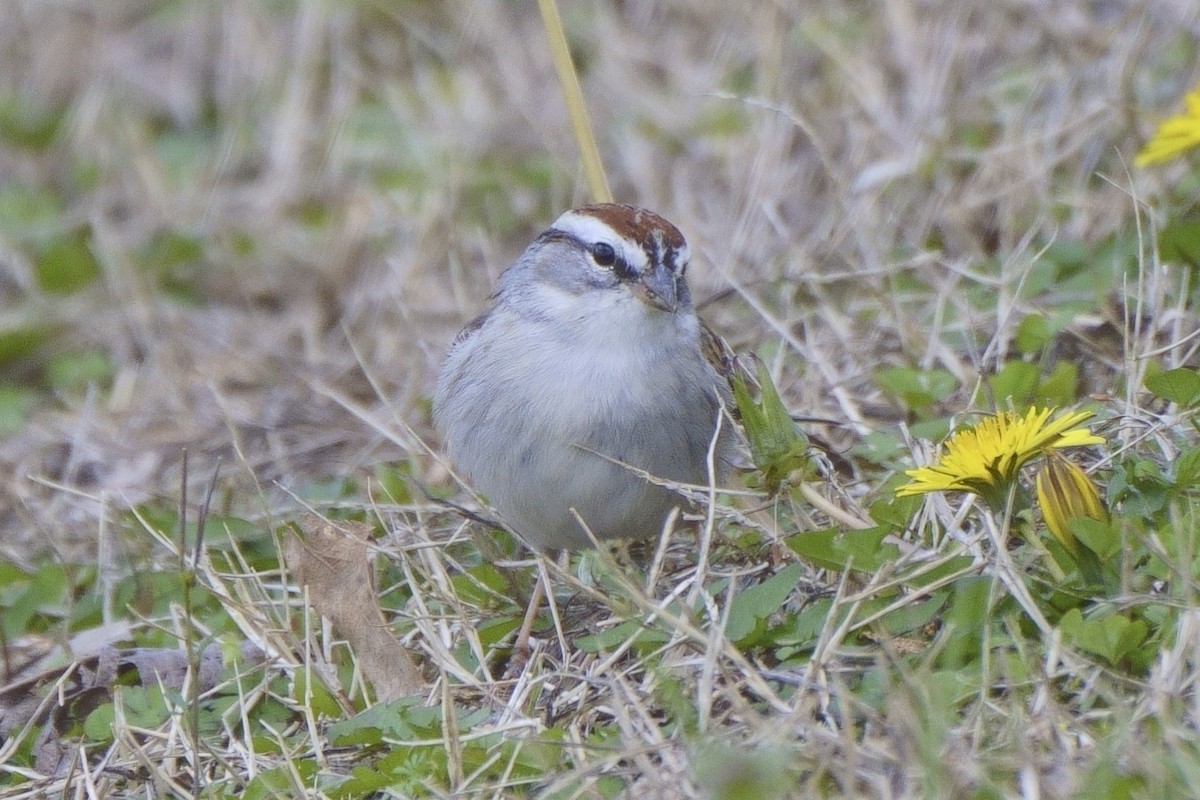 Chipping Sparrow - ML547014731