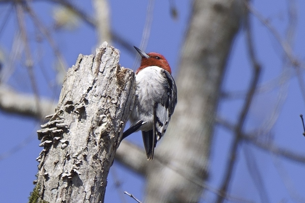 Red-headed Woodpecker - ML547014831