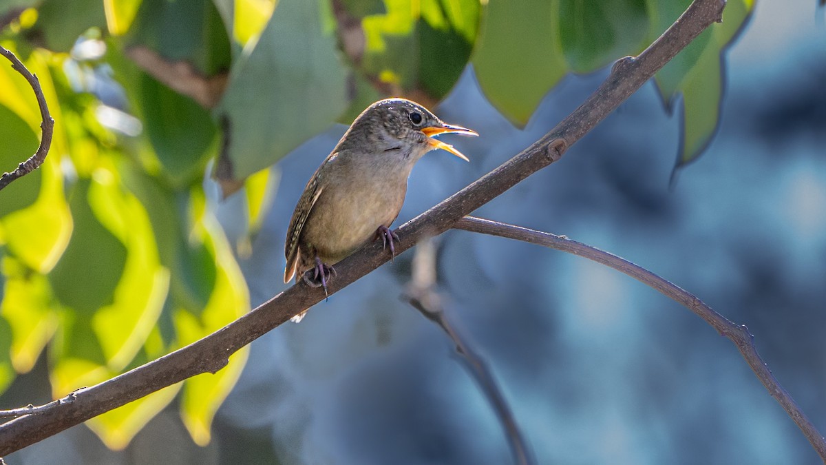 House Wren - ML547016211