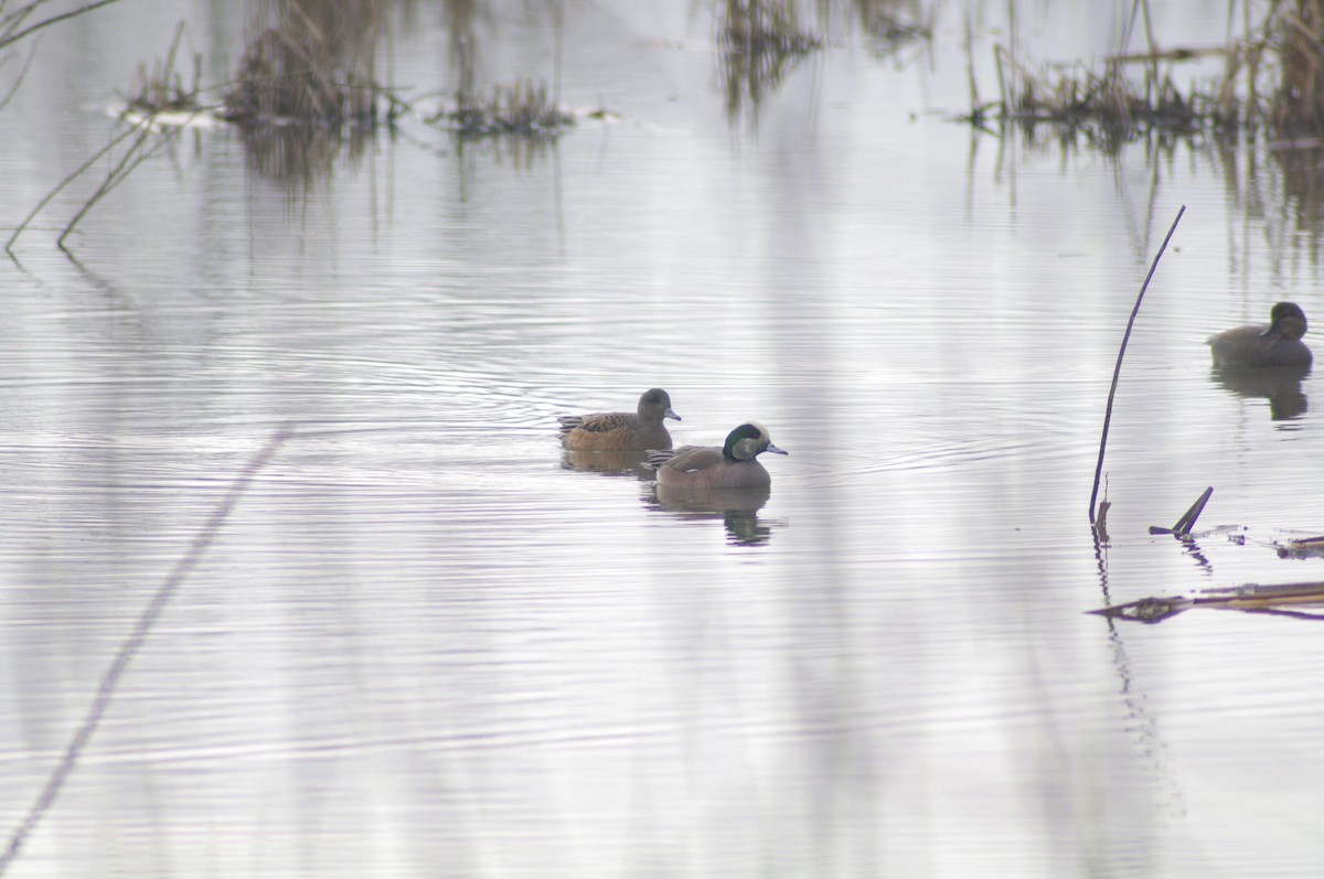 American Wigeon - Steven Rogers