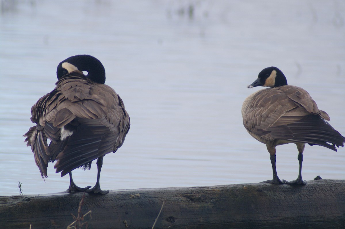 Canada Goose - Steven Rogers