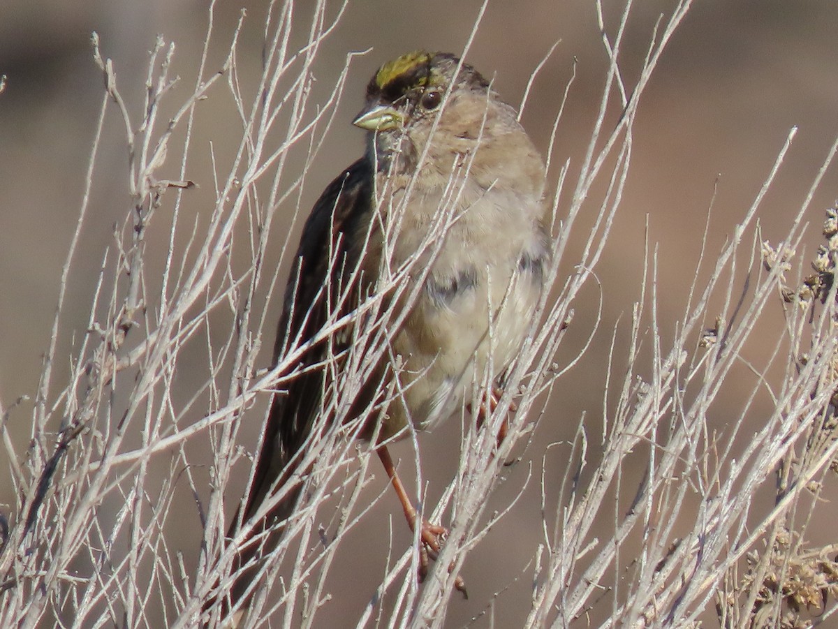 Golden-crowned Sparrow - ML547017981