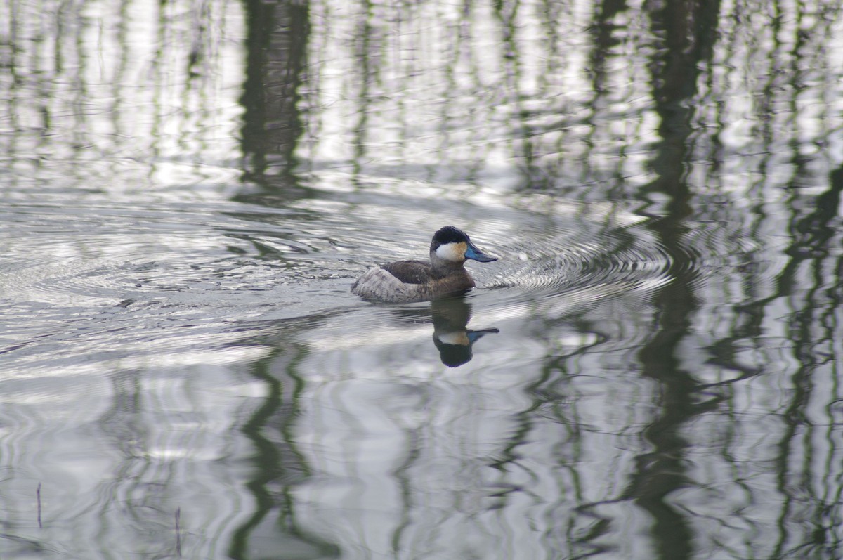 Ruddy Duck - Steven Rogers