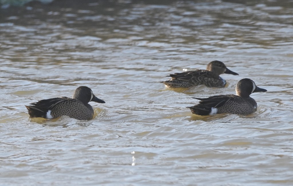 Blue-winged Teal - ML547018261