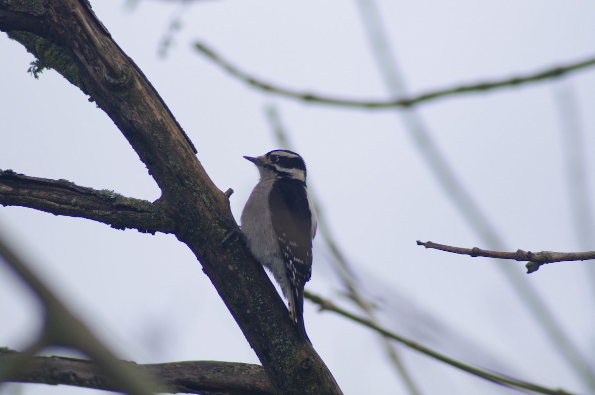 Downy Woodpecker - ML547018401