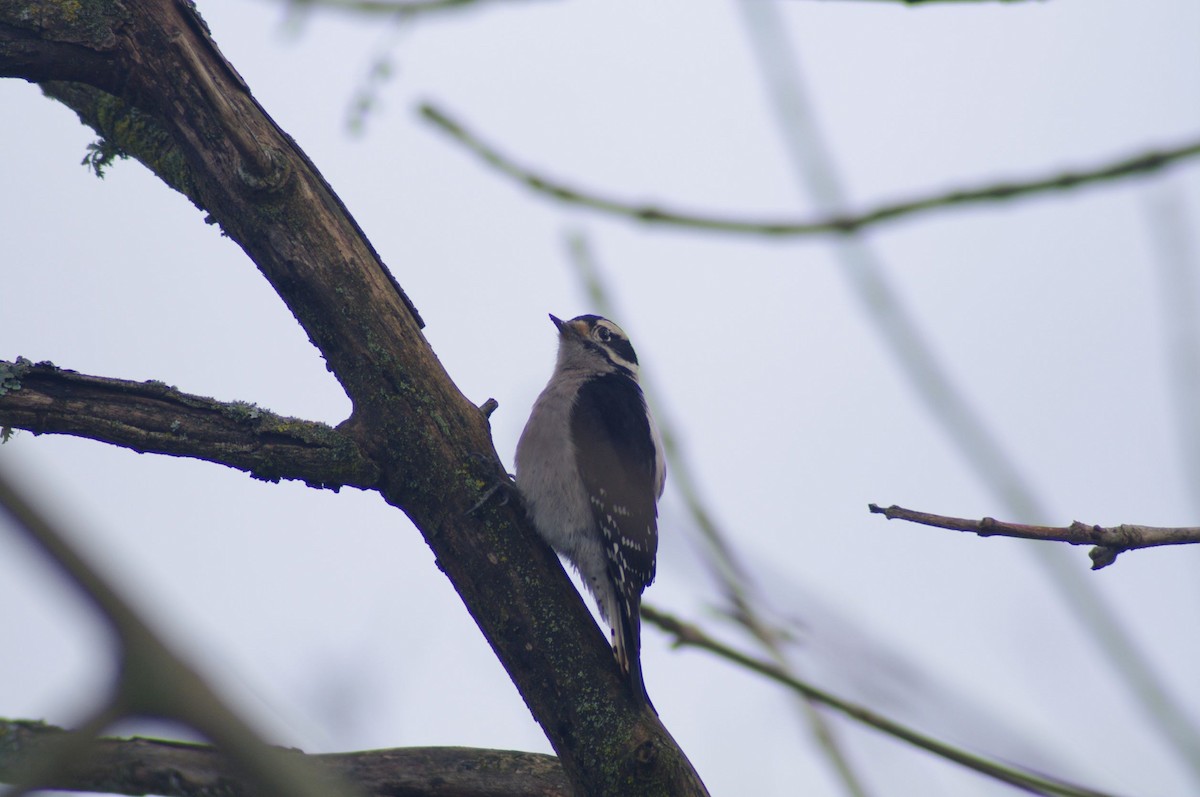 Downy Woodpecker - ML547018411