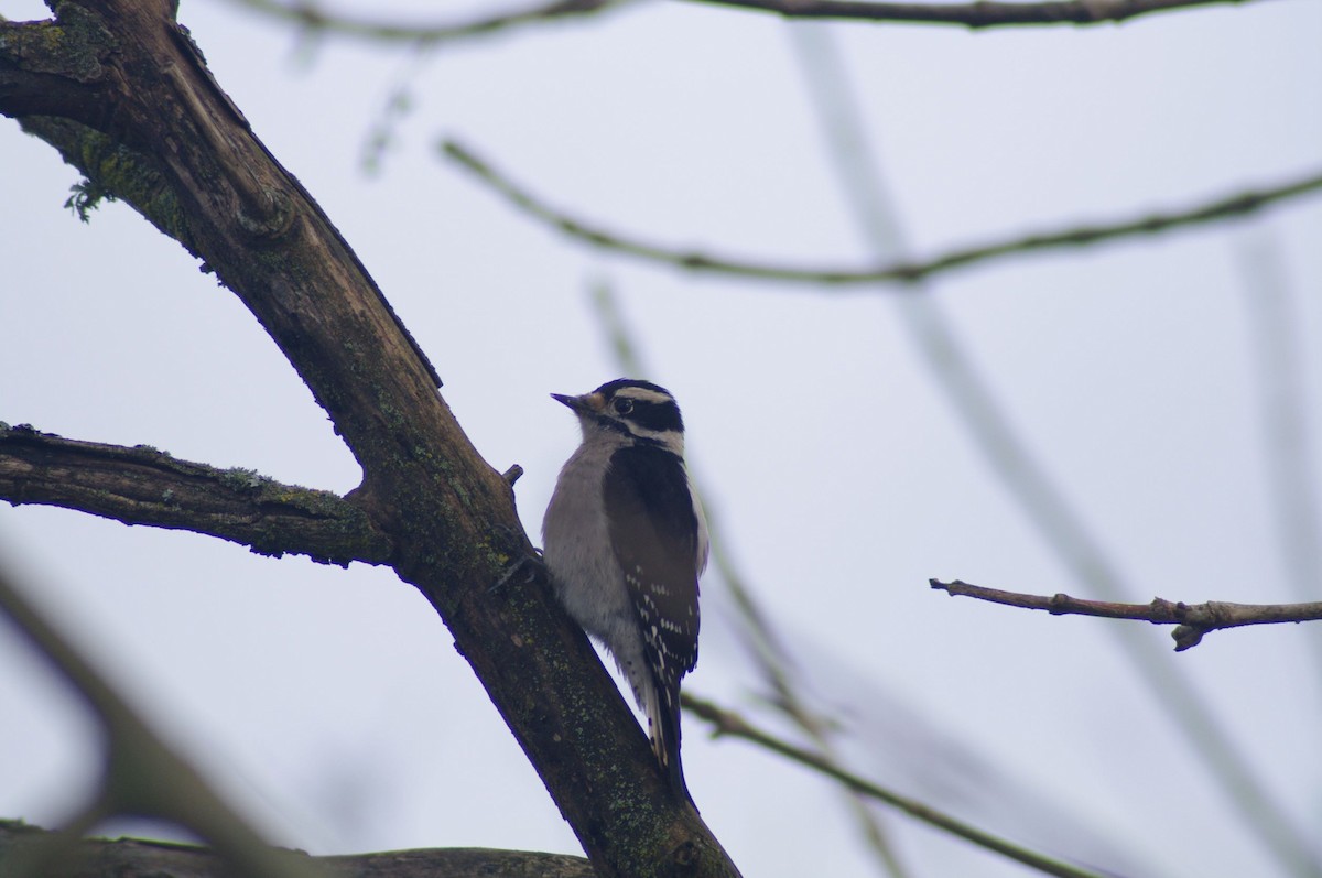 Downy Woodpecker - ML547018421