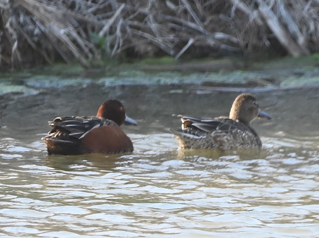 Cinnamon Teal - Steve Davis