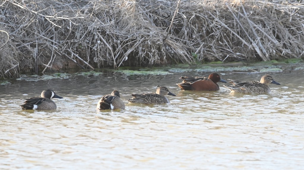 Cinnamon Teal - Steve Davis