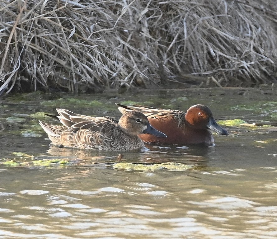 Cinnamon Teal - ML547018571