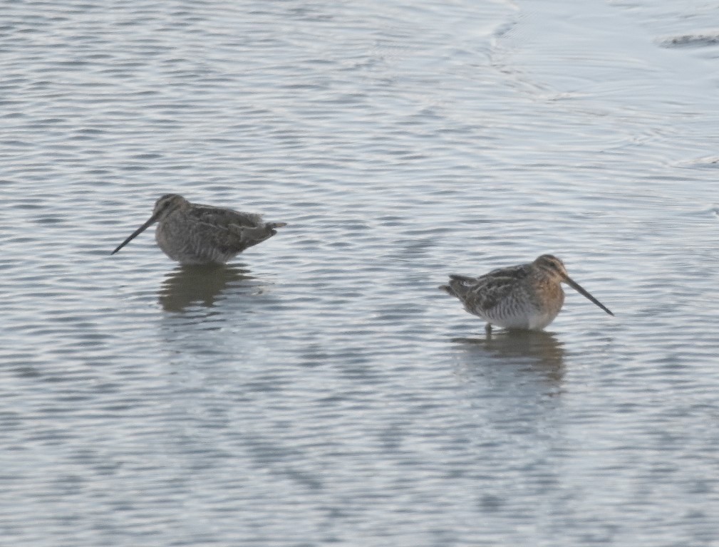 Wilson's Snipe - ML547018981