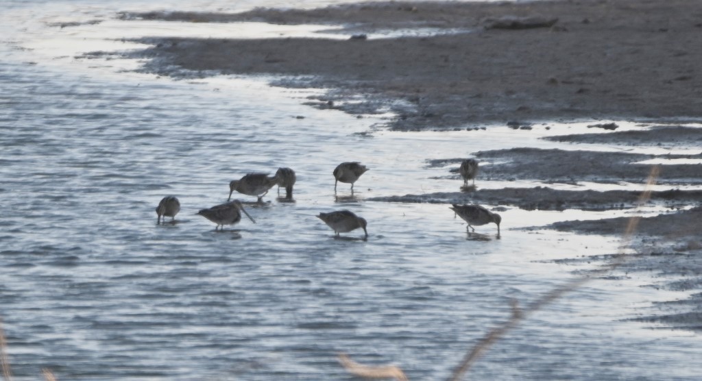 Wilson's Snipe - ML547018991