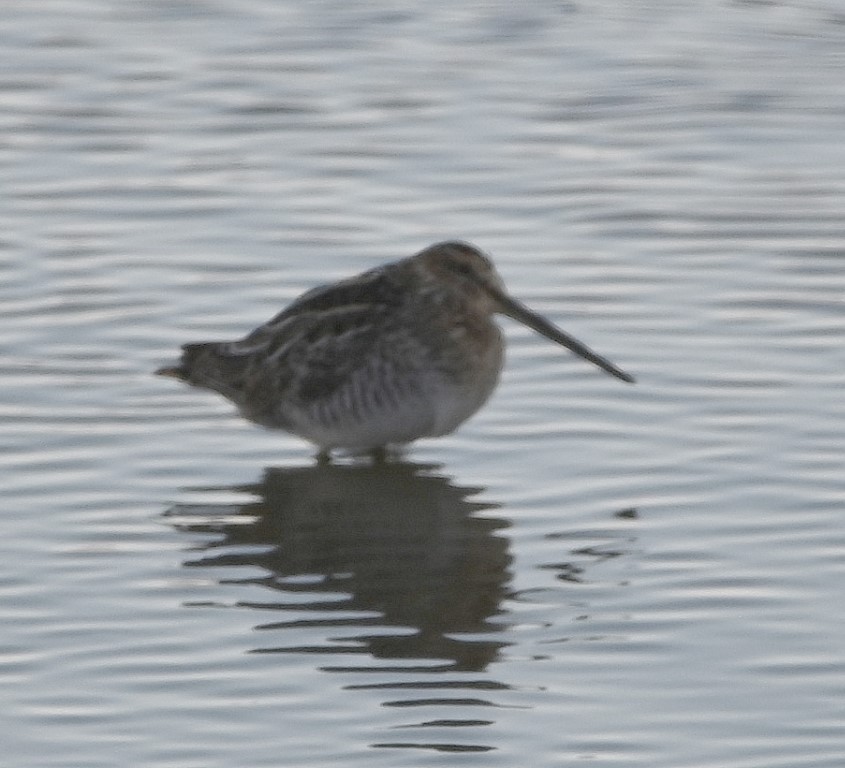 Wilson's Snipe - ML547019001