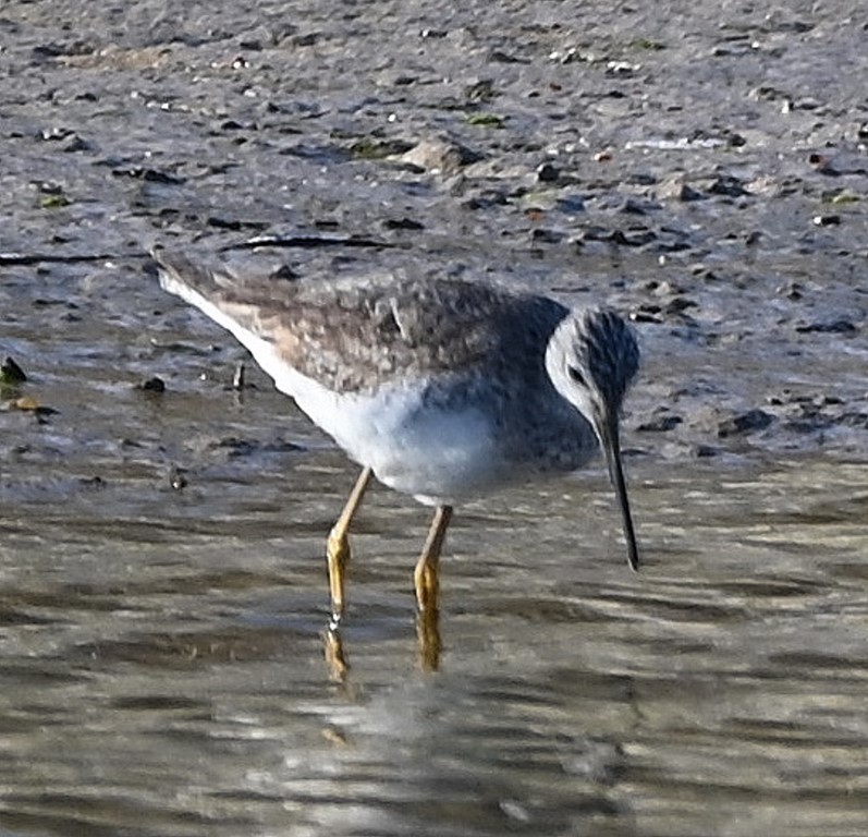 Greater Yellowlegs - Steve Davis