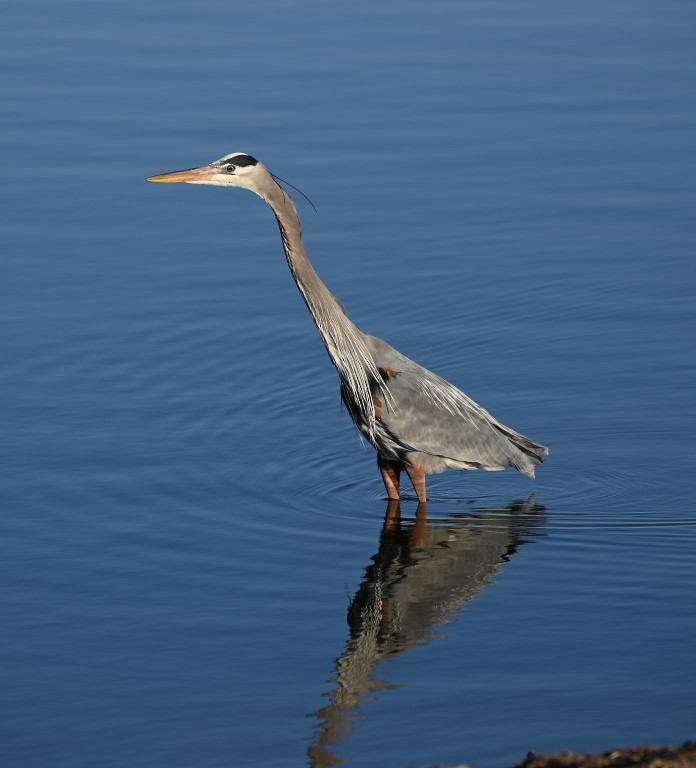 Great Blue Heron - ML547019151