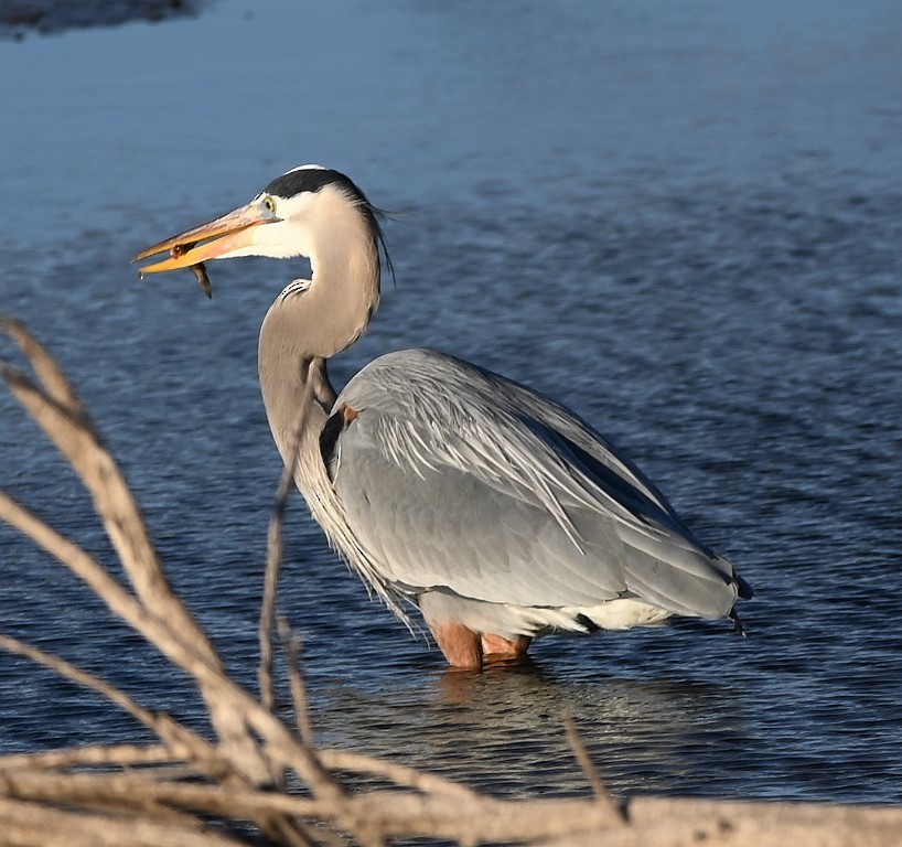 Great Blue Heron - ML547019161