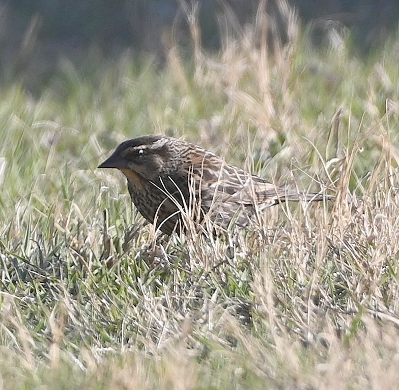 Red-winged Blackbird - ML547019291