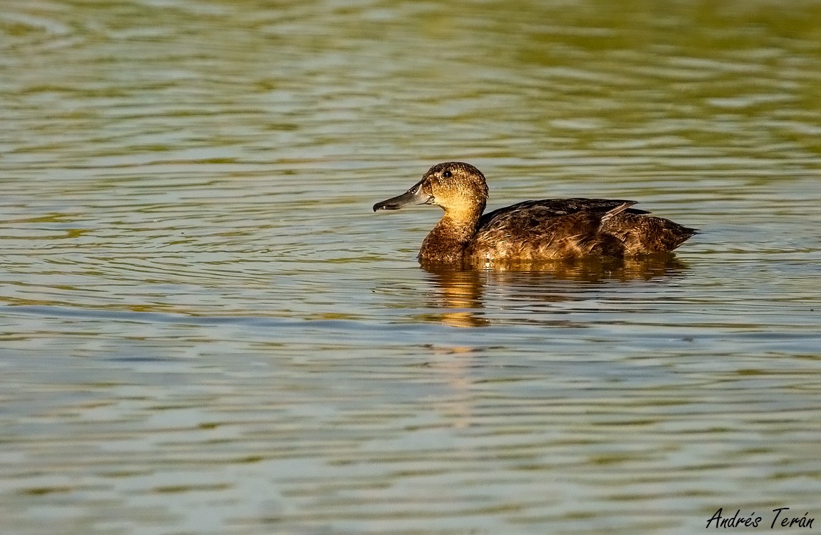 Black-headed Duck - Andrés  Terán