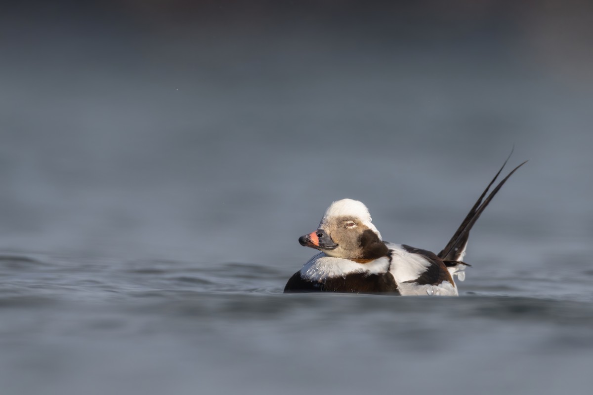 Long-tailed Duck - Matt Zuro