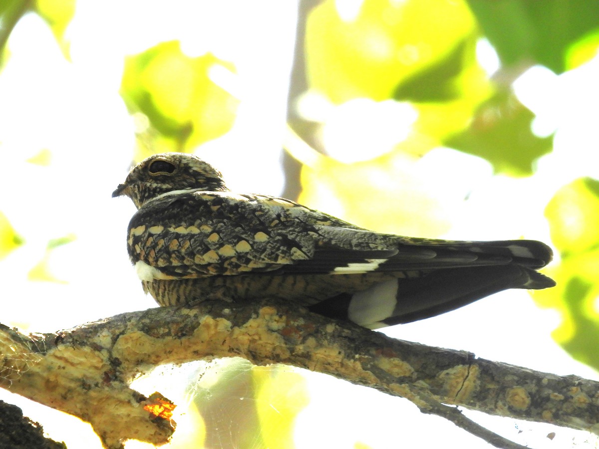 Lesser Nighthawk - ML547021651