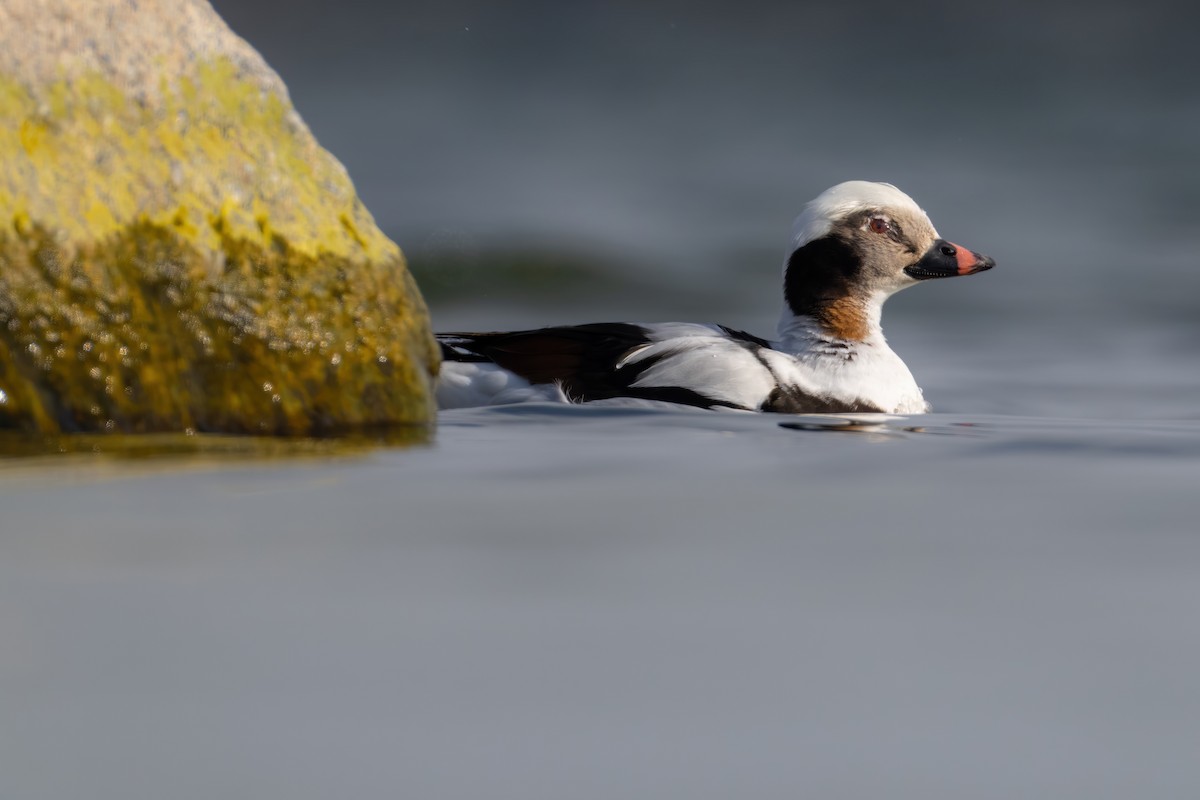 Long-tailed Duck - Matt Zuro