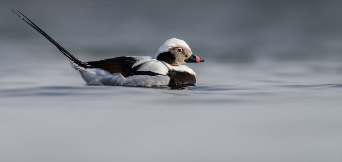 Long-tailed Duck - Matt Zuro