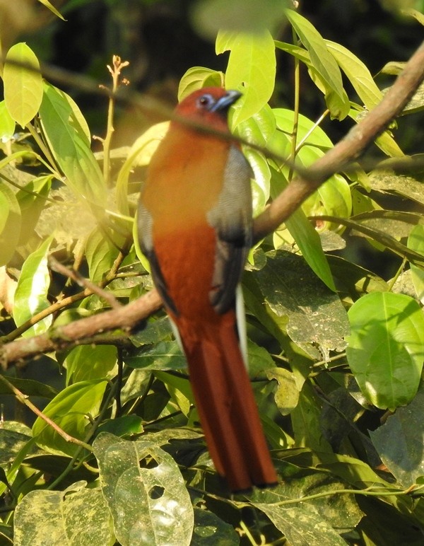 Red-headed Trogon - shantilal  Varu