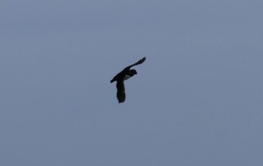 Horned Puffin - ML547024111