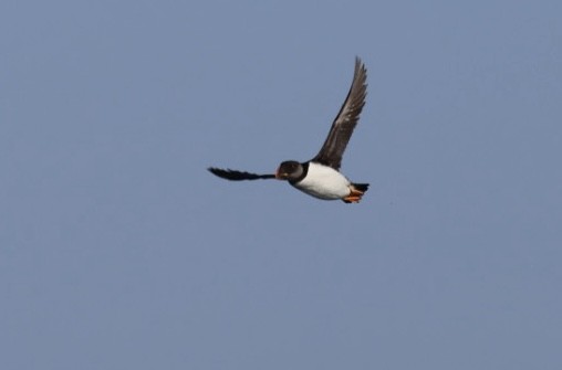 Horned Puffin - ML547024121