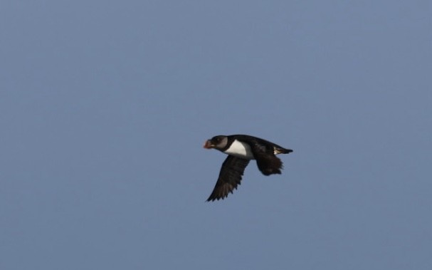 Horned Puffin - ML547024131