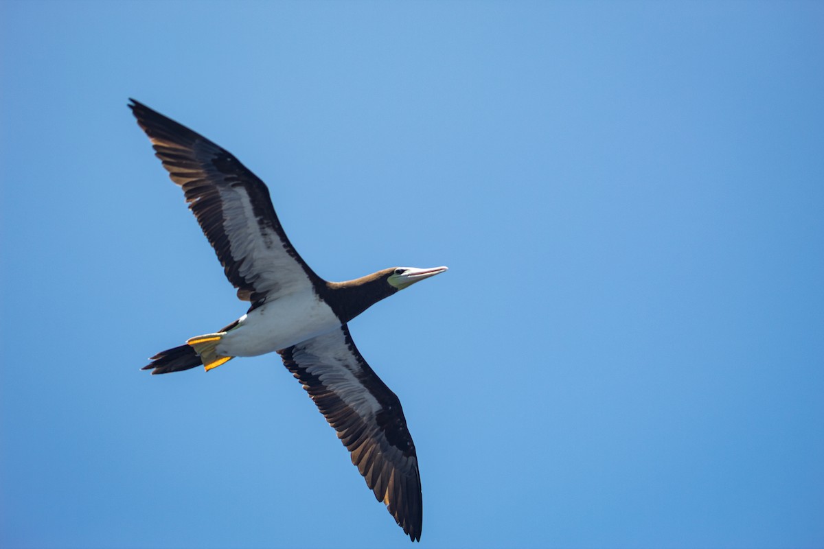 Brown Booby - ML547025221
