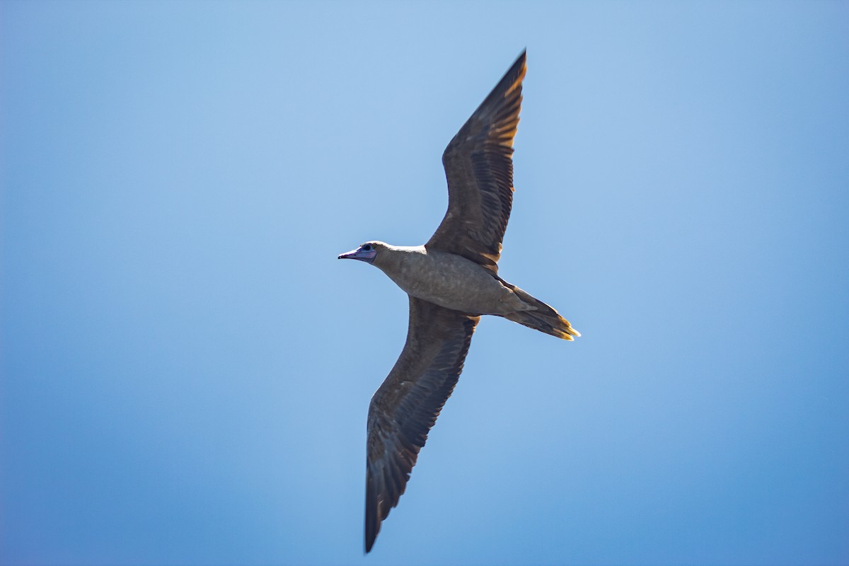 Fou à pieds rouges - ML547025251