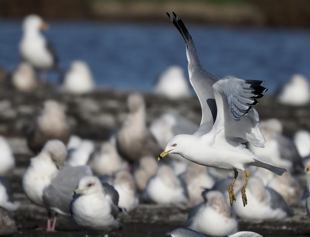 Ring-billed Gull - ML547025901