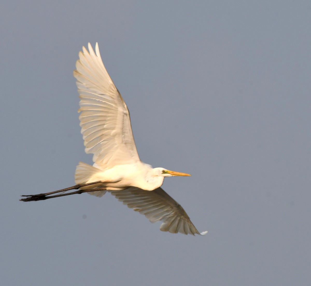 Great Egret - ML547025961