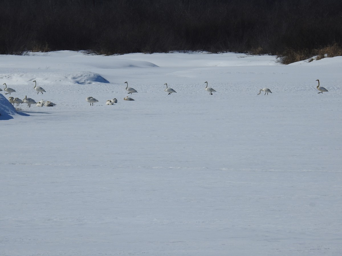 Trumpeter Swan - ML547026031