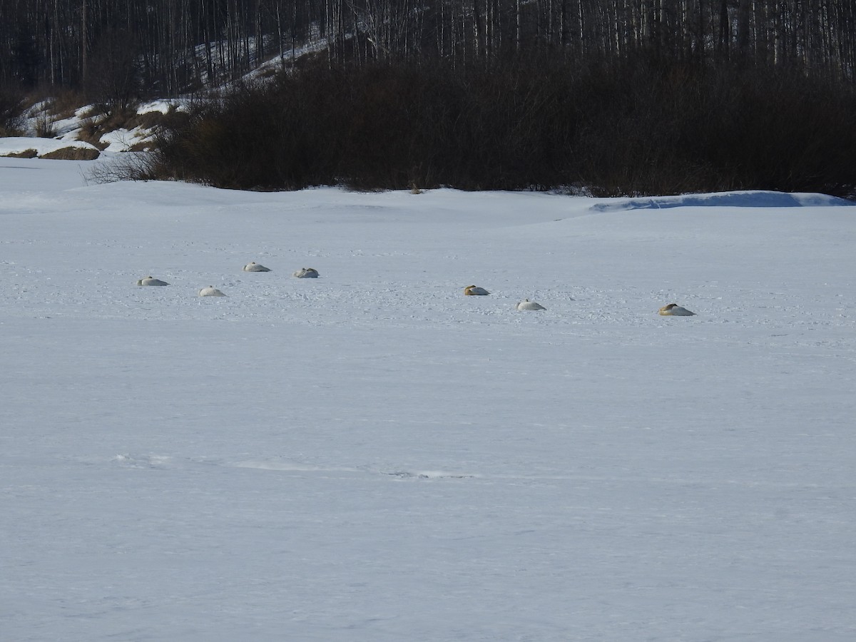 Trumpeter Swan - ML547026071