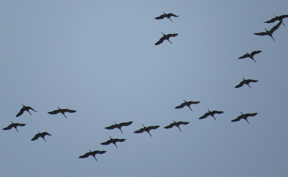 Sandhill Crane - George Leonberger