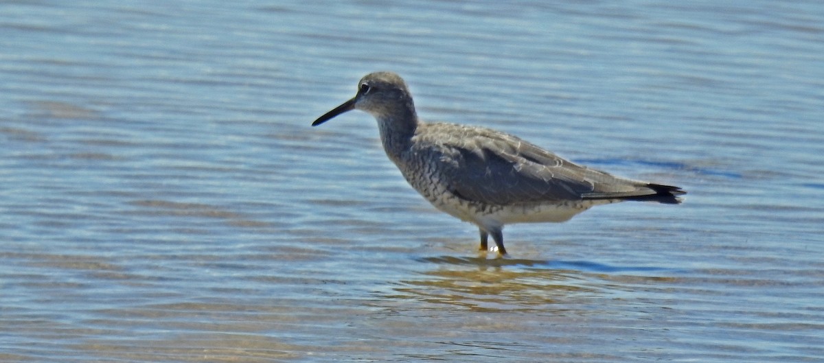 Gray-tailed Tattler - ML547030551