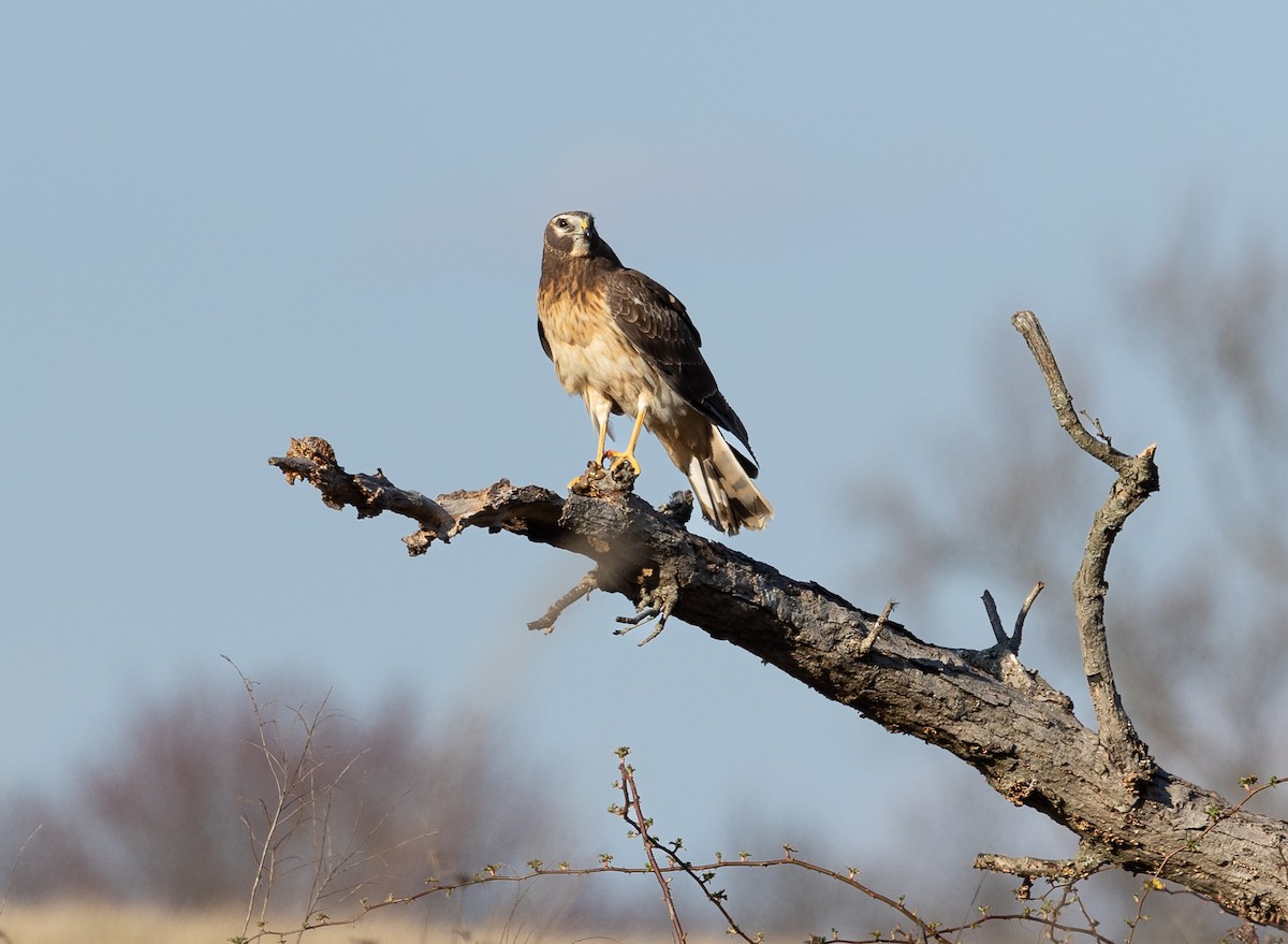 Northern Harrier - ML547030821