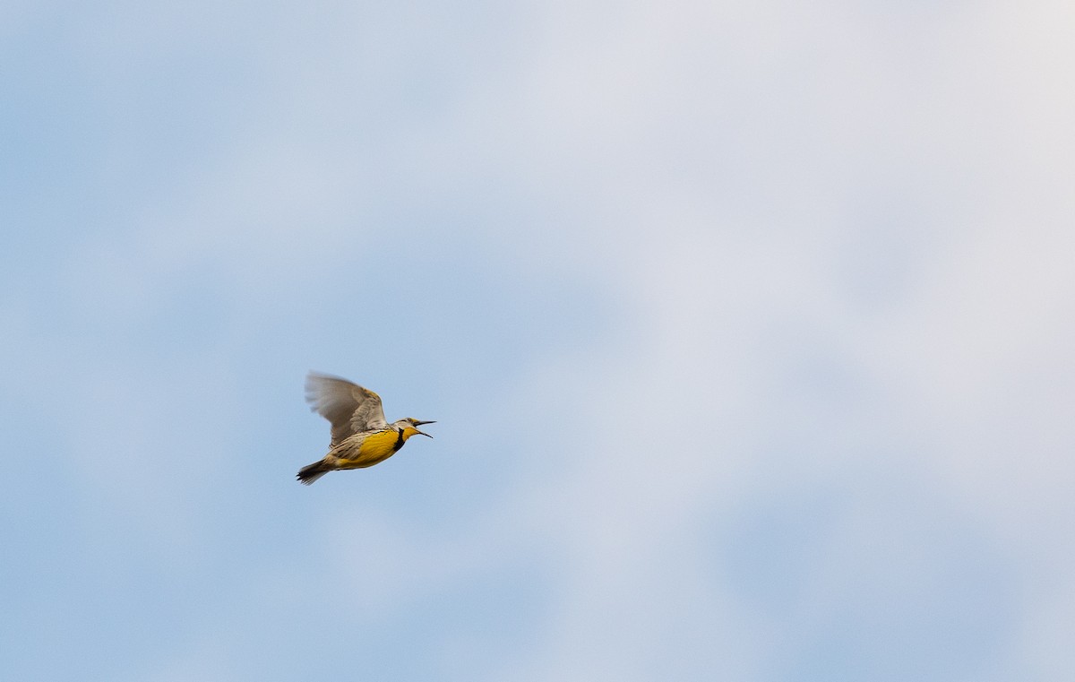 Eastern Meadowlark - ML547030901