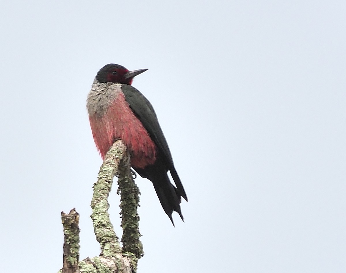 Lewis's Woodpecker - Aidan Brubaker