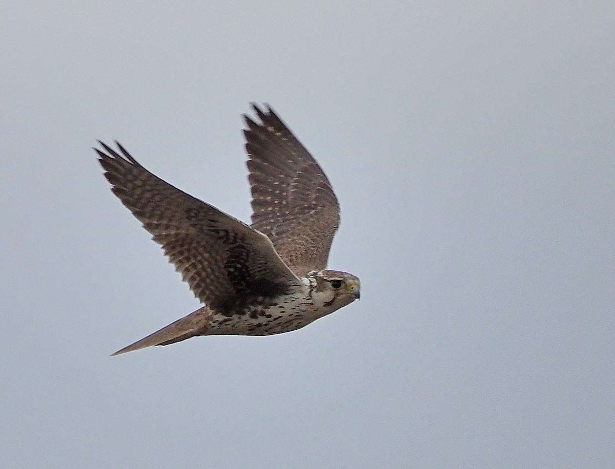 Prairie Falcon - ML547031221