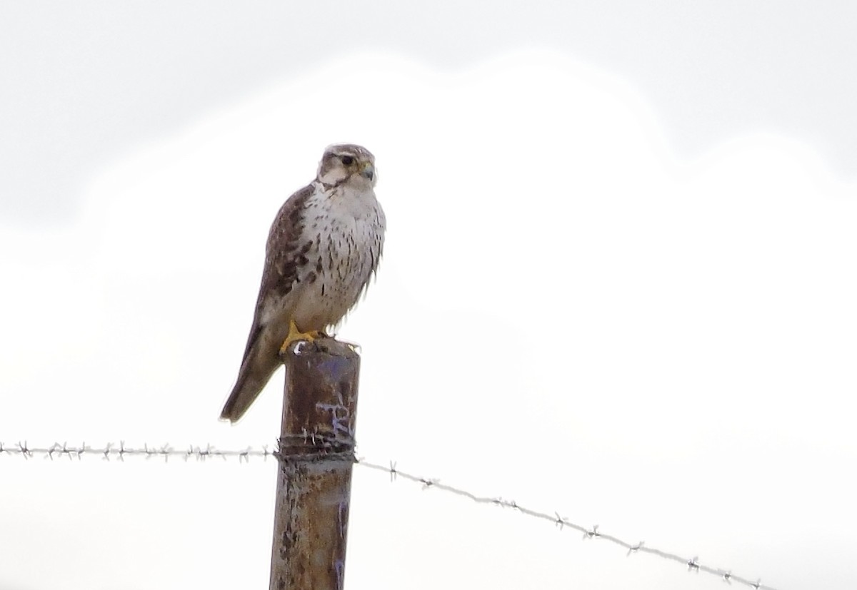 Prairie Falcon - ML547031231