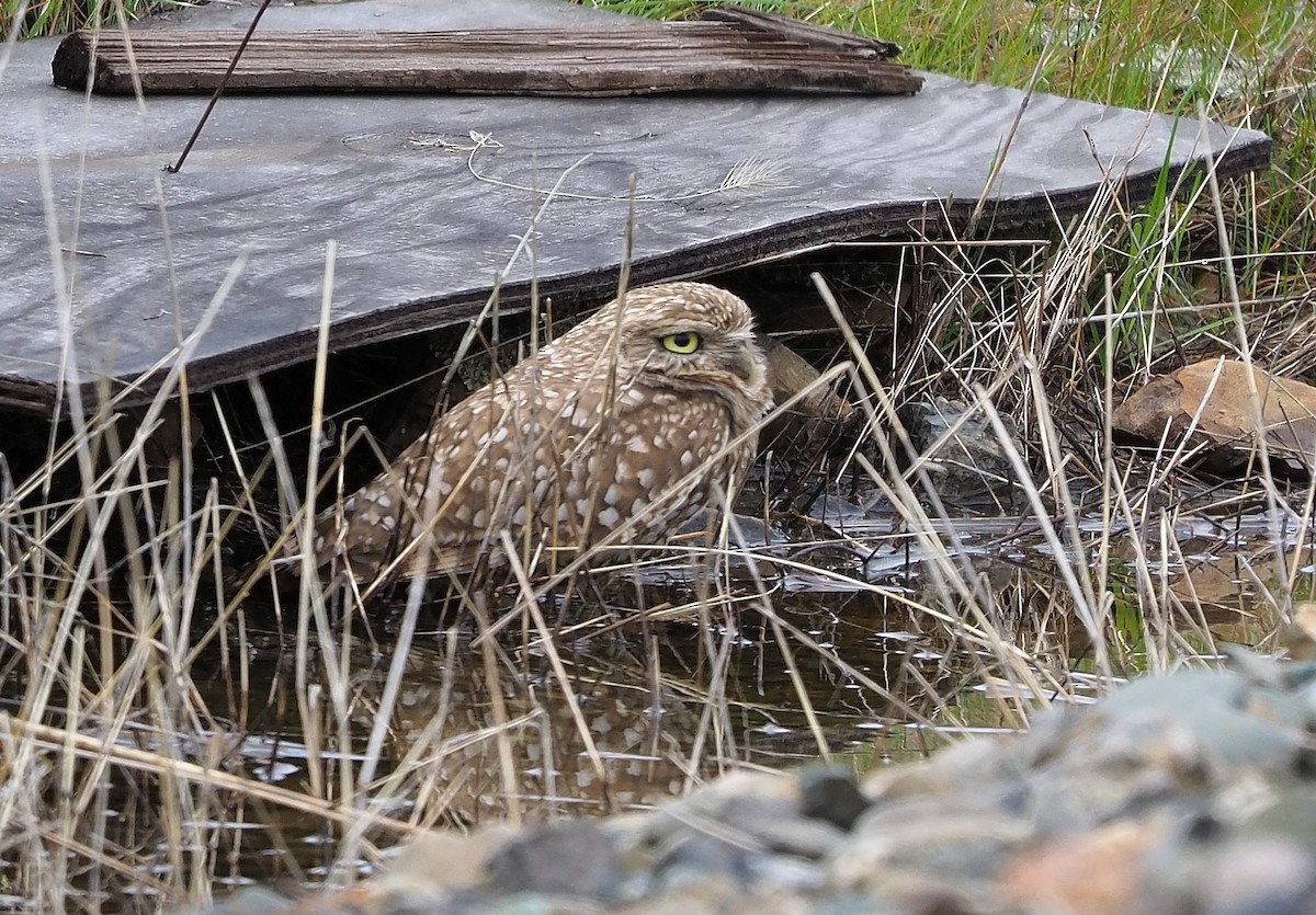 Burrowing Owl - ML547031651