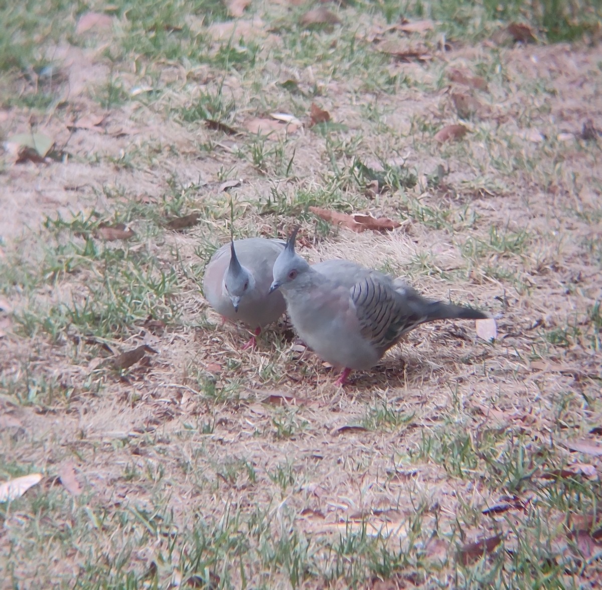 Crested Pigeon - Praveen Bennur