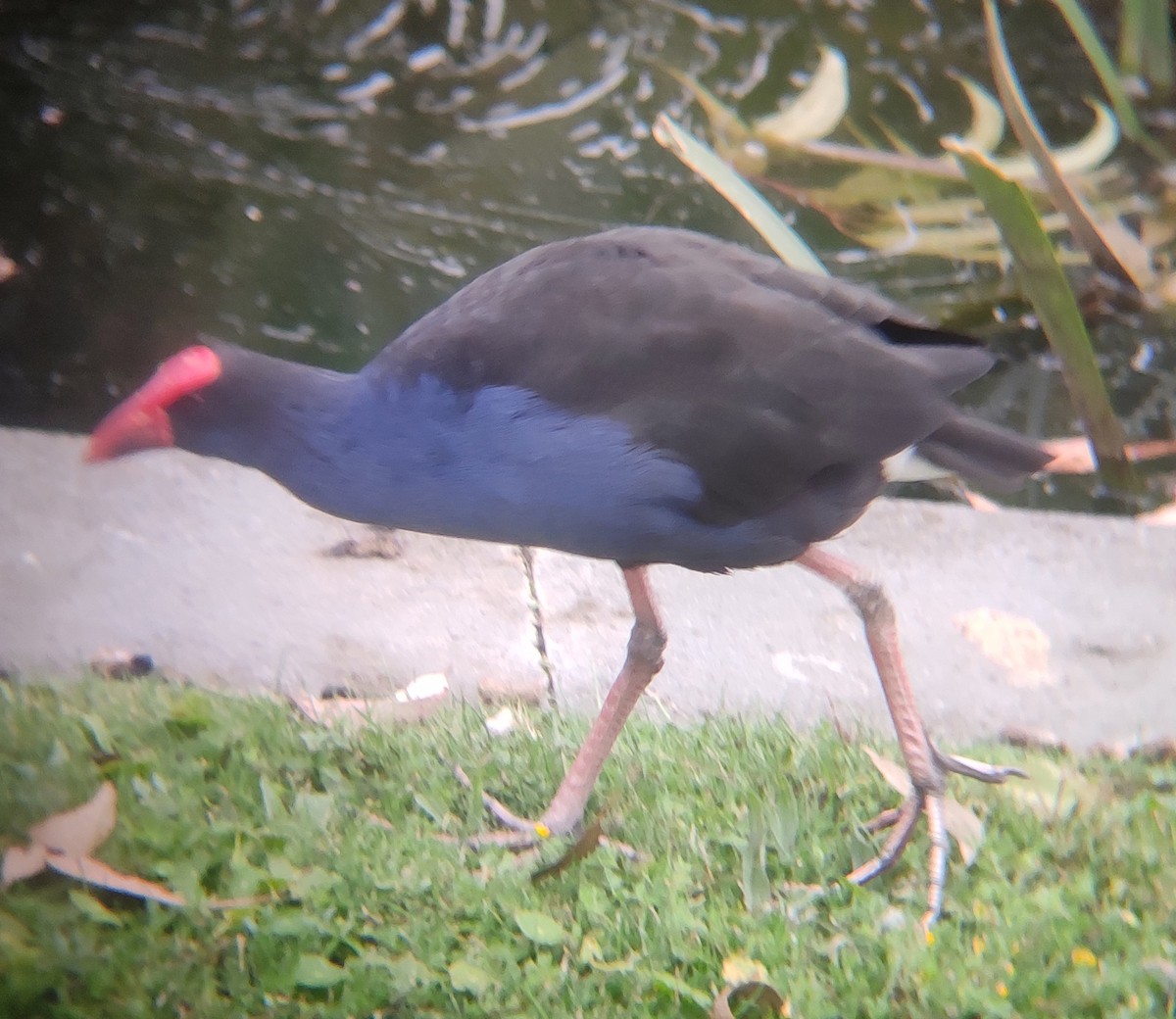 Australasian Swamphen - ML547033641