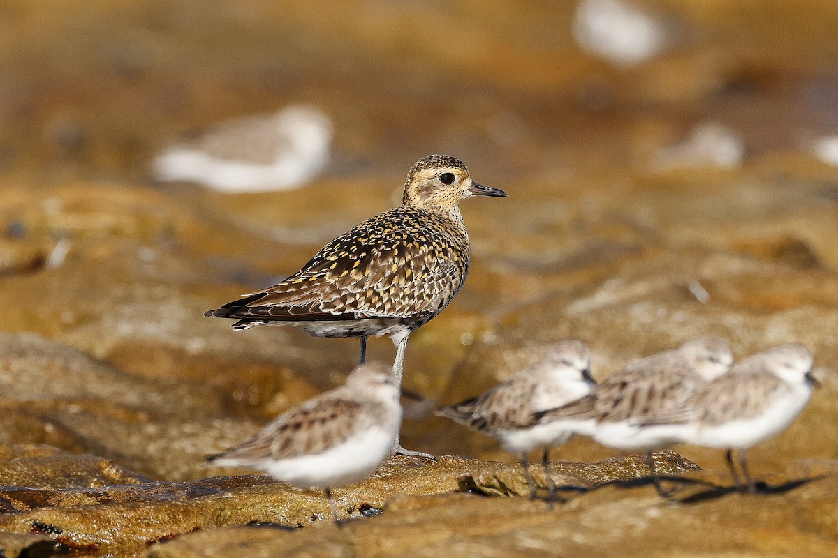 Pacific Golden-Plover - ML547033751