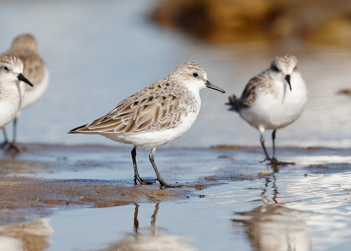 Red-necked Stint - Martin Allen