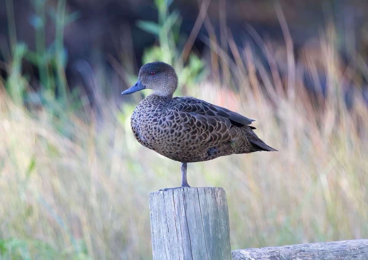 Chestnut Teal - ML547034281