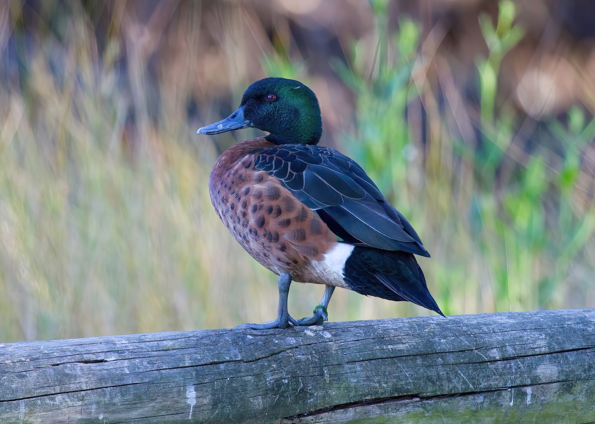 Chestnut Teal - ML547034321